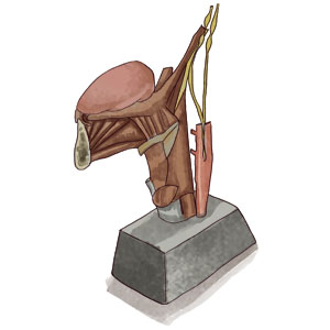 Neuroaanatomie
