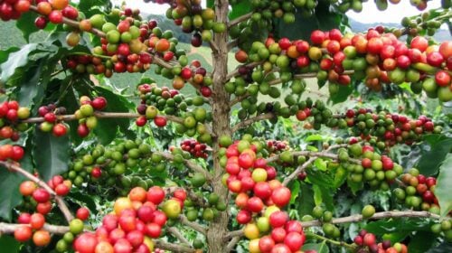 Kaffeebaum