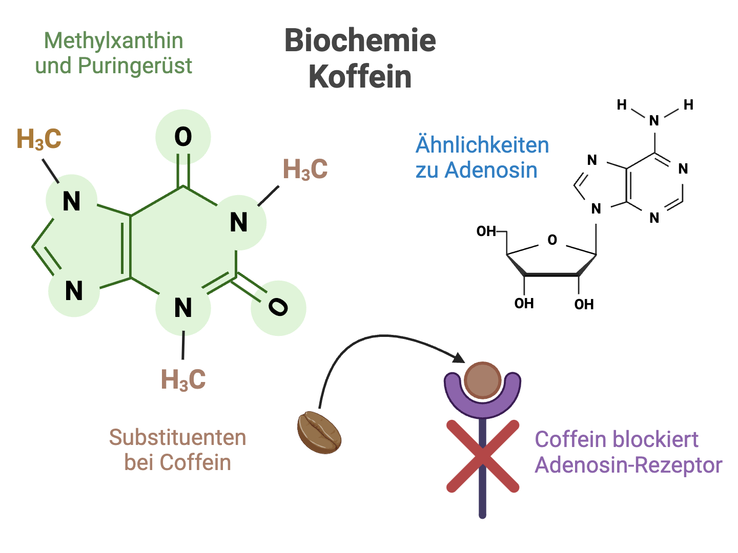 Wirkungsmechanismus Koffein