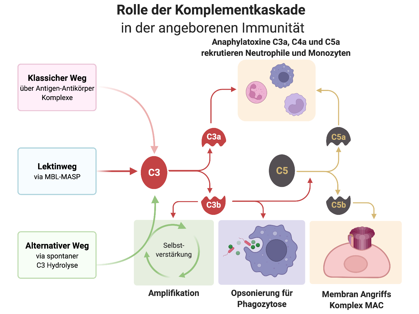 Rollen der Komplementkaskade