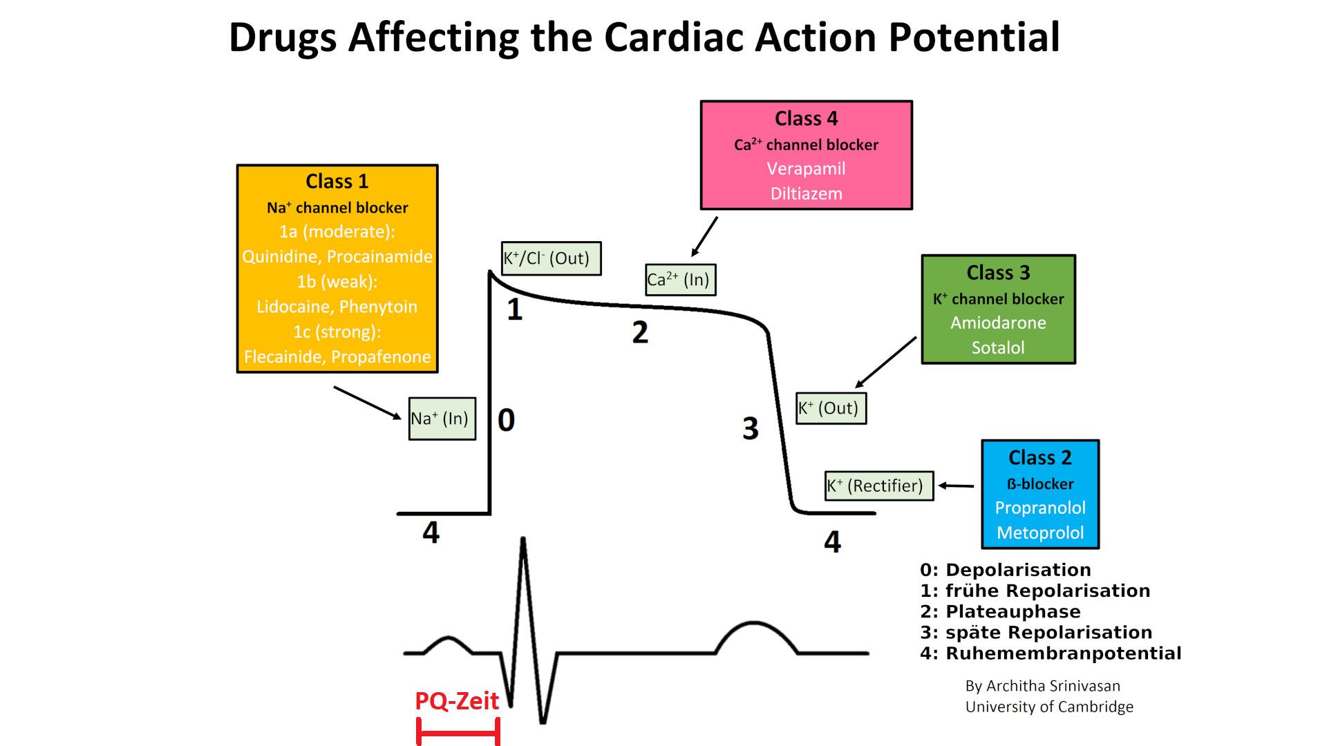 Angriffspunkte der Antiarrhythmika im Aktionspotential des Myokards