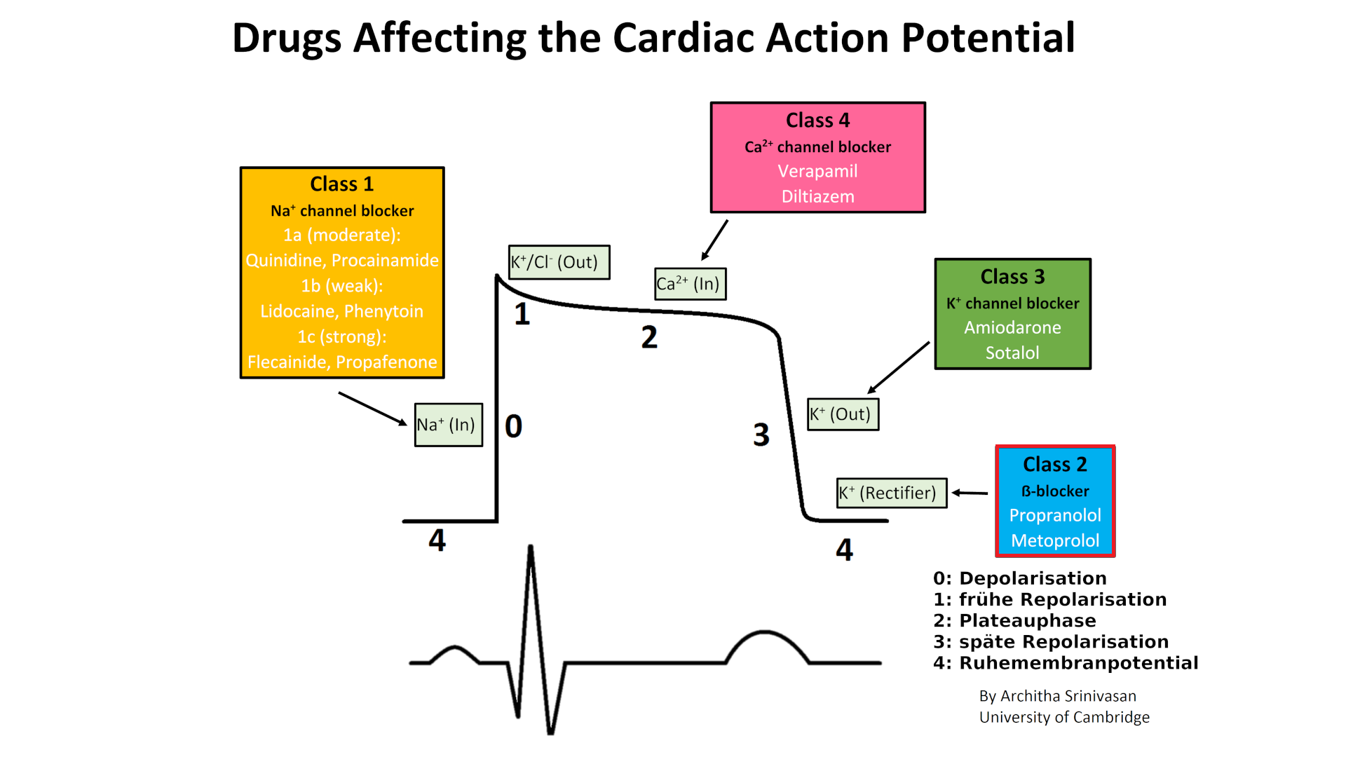 Angriffspunkte der Antiarrhythmika im Aktionspotential des Myokards
