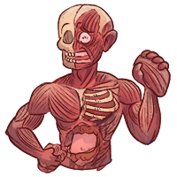 Anatomie lernen mit den Eselsbrücken von Meditricks.de