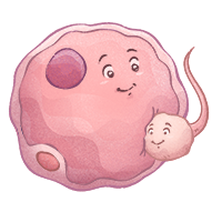 Embryologie lernen mit den Eselsbrücken von Meditricks.de