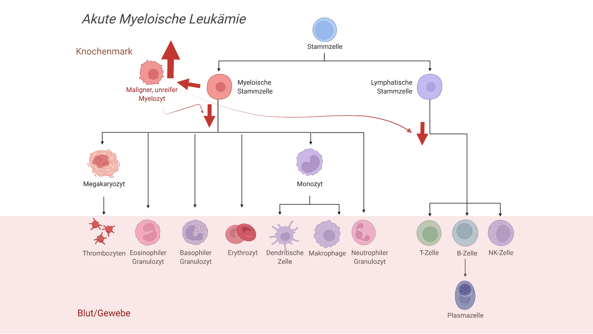 Hämatopoese bei AML