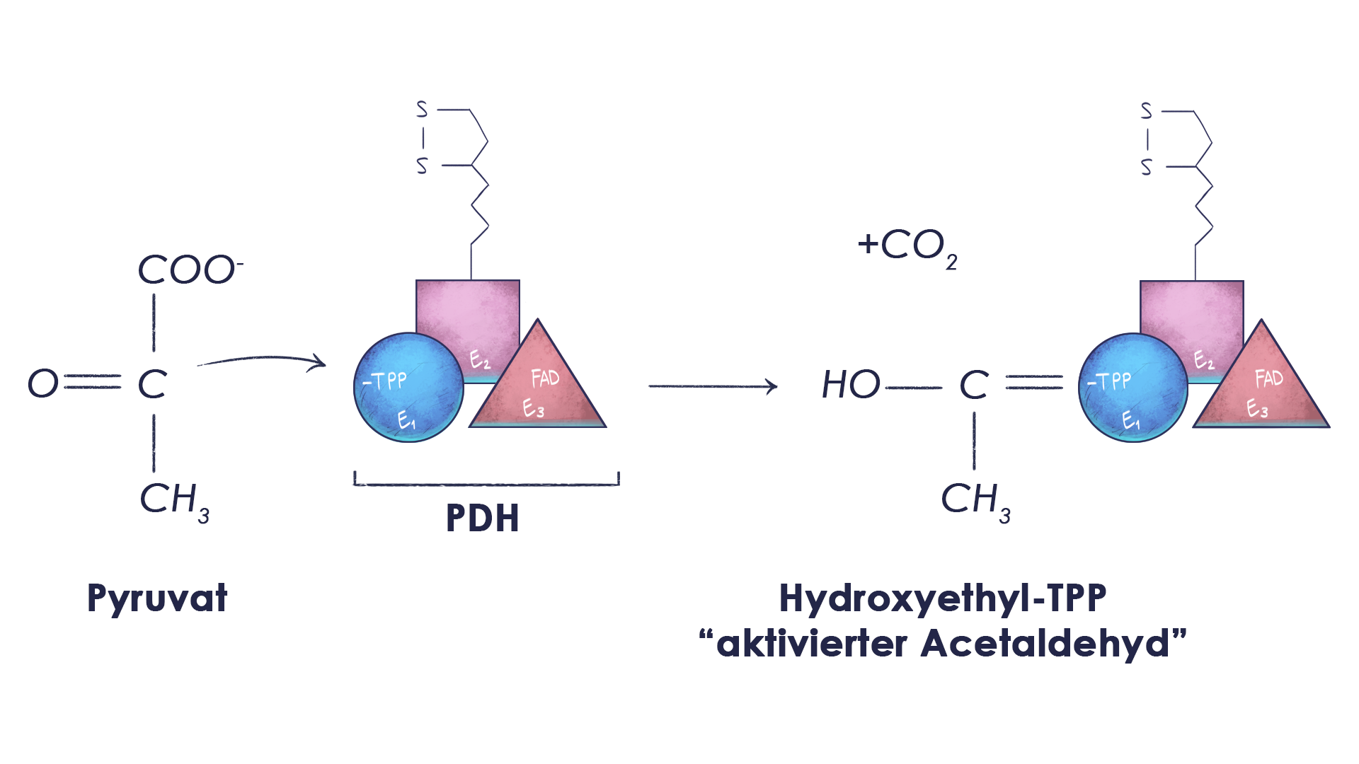 Aerobe Glykolyse Reaktion 1
