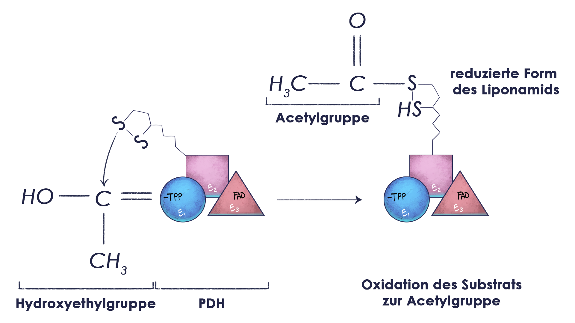 Aerobe Glykolyse Reaktion 2