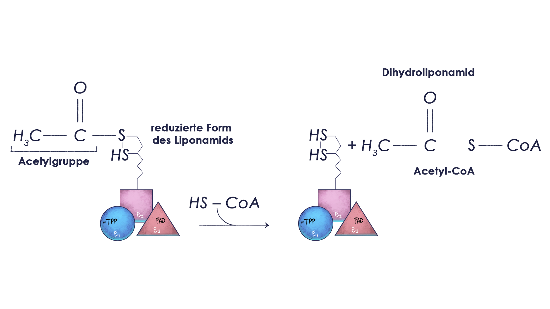 Aerobe Glykolyse Reaktion 3