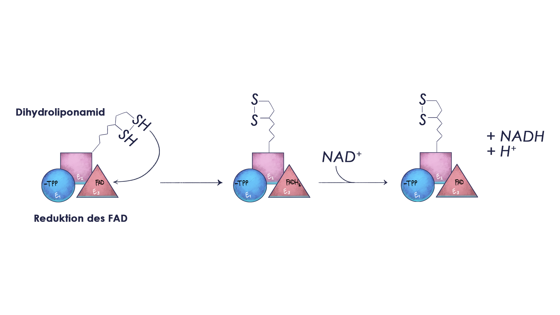 Aerobe Glykolyse Reaktion 4