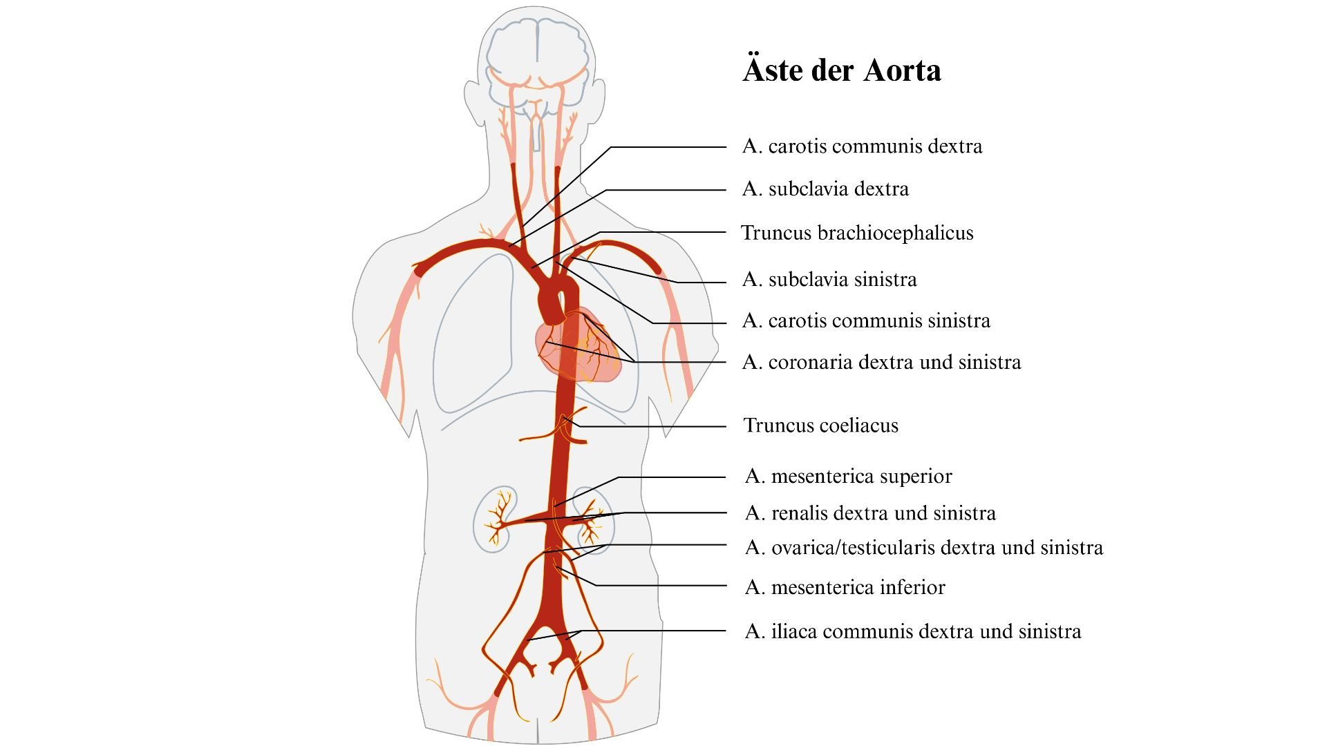 Äste der Aorta