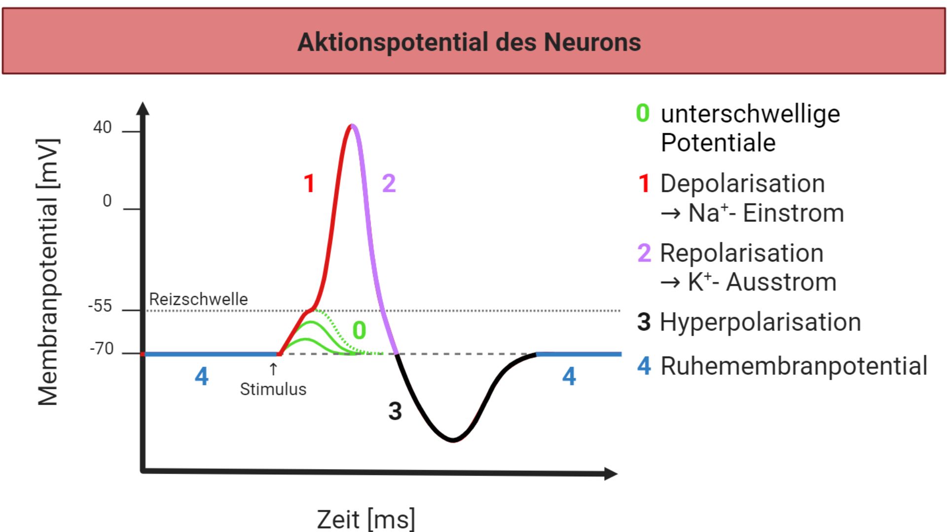 Aktionspotential Neuron Diagramm