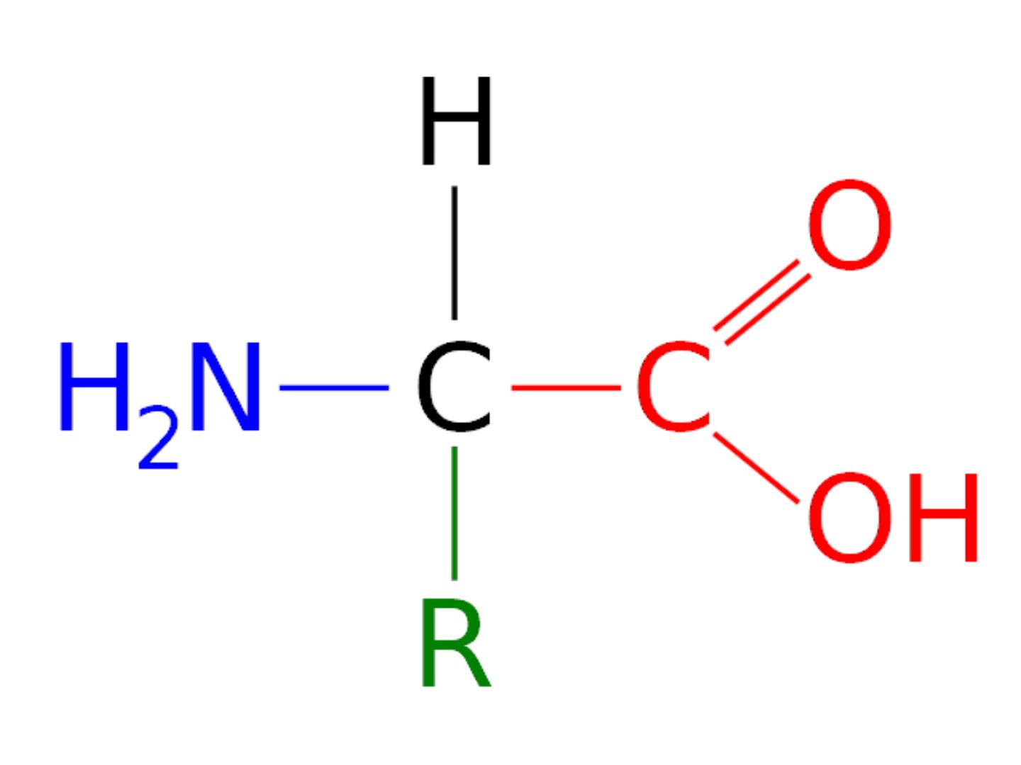 Allgemeiner Aufbau Aminosäuren
