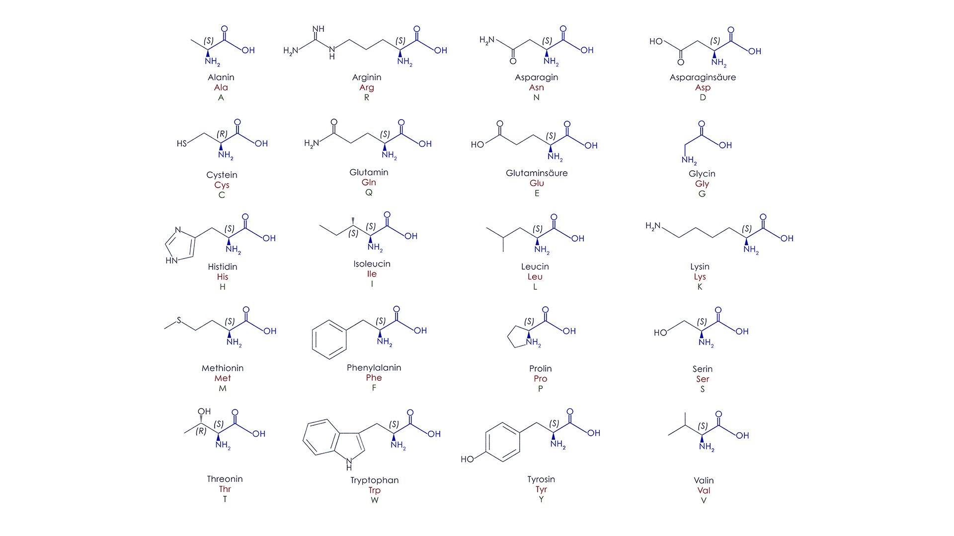 Strukturformeln der Aminosäuren