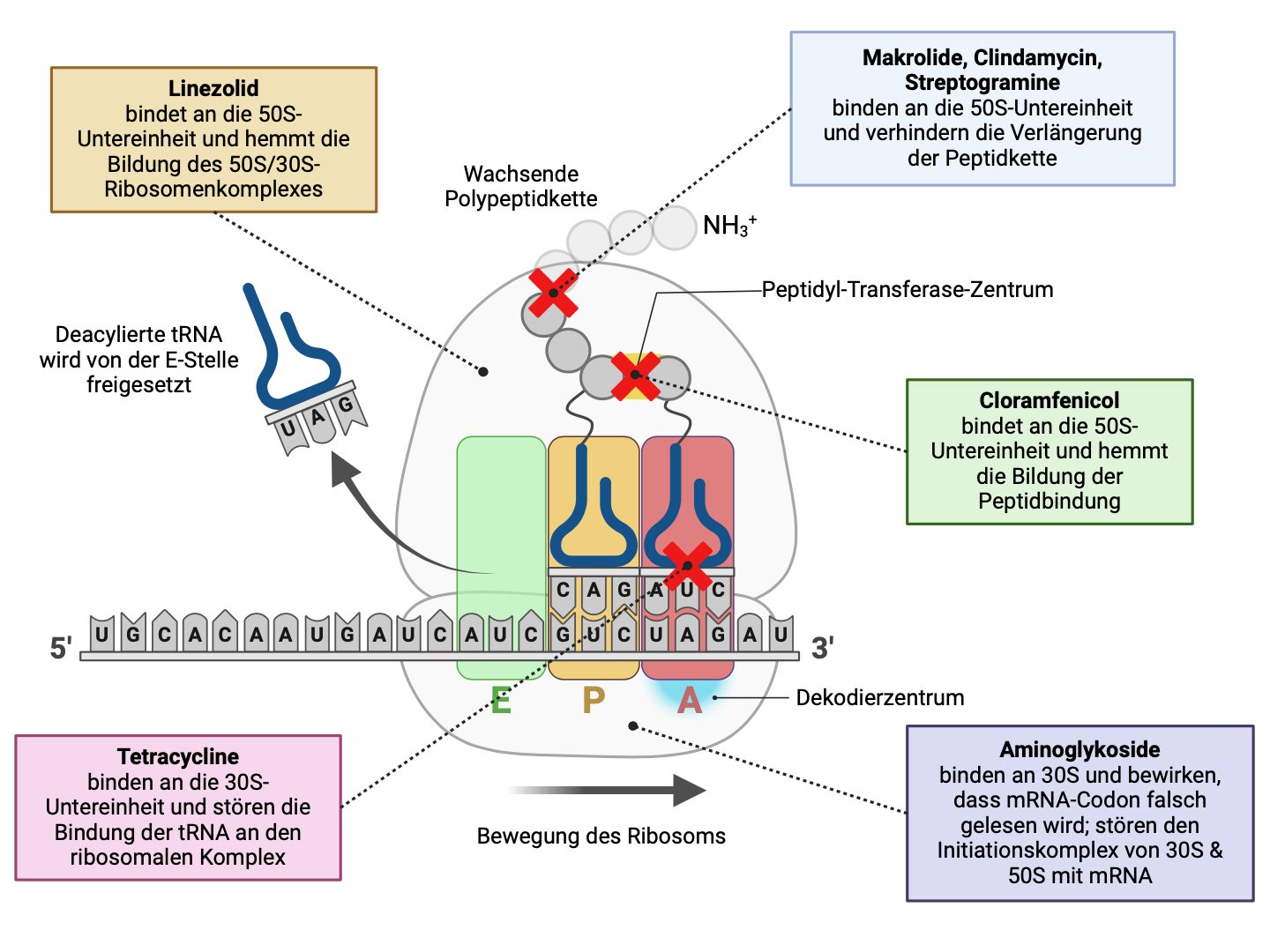 Wirkungsansatz auf Zellebene