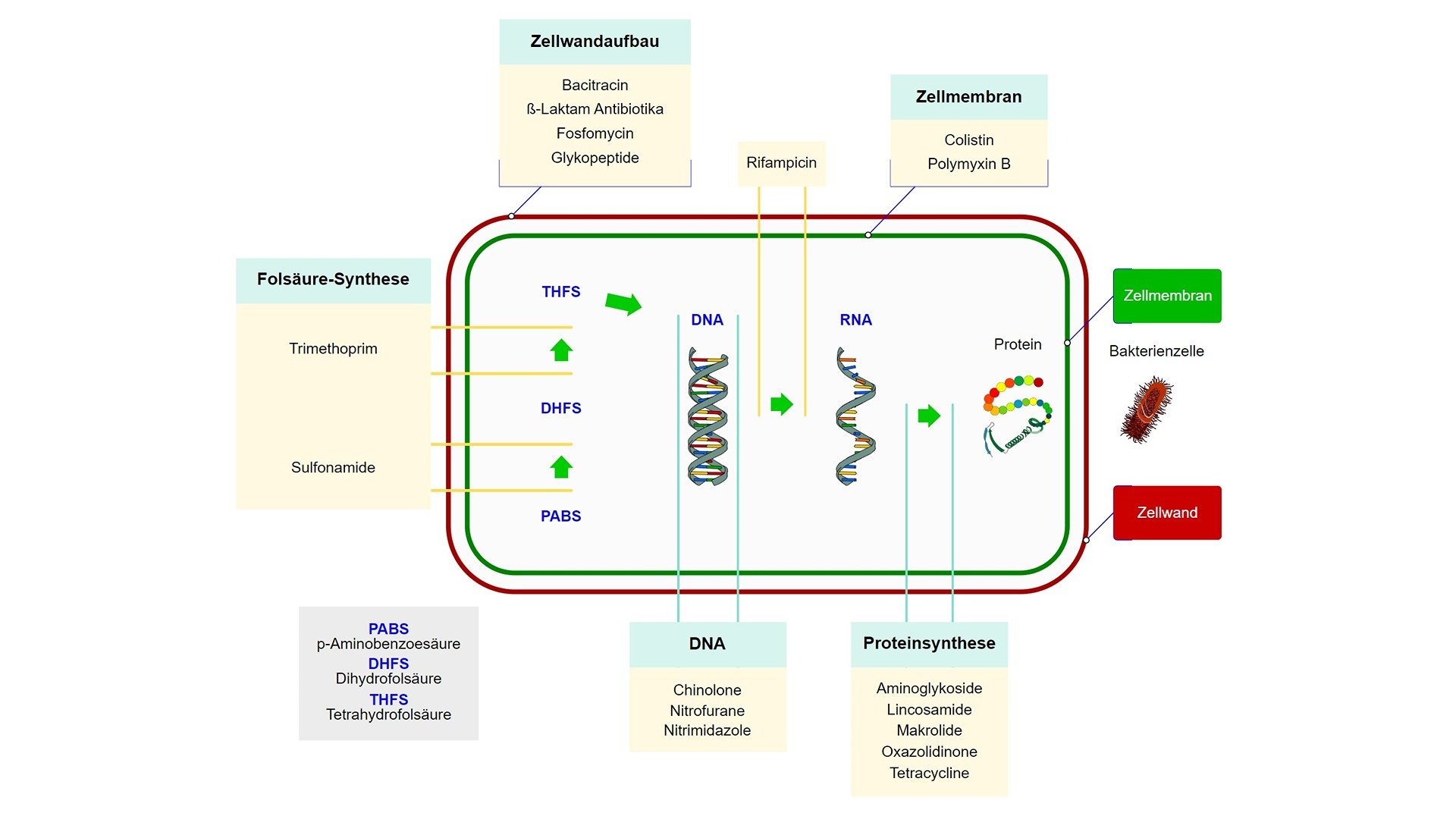 Angriffspunkte der Antibiotika 
