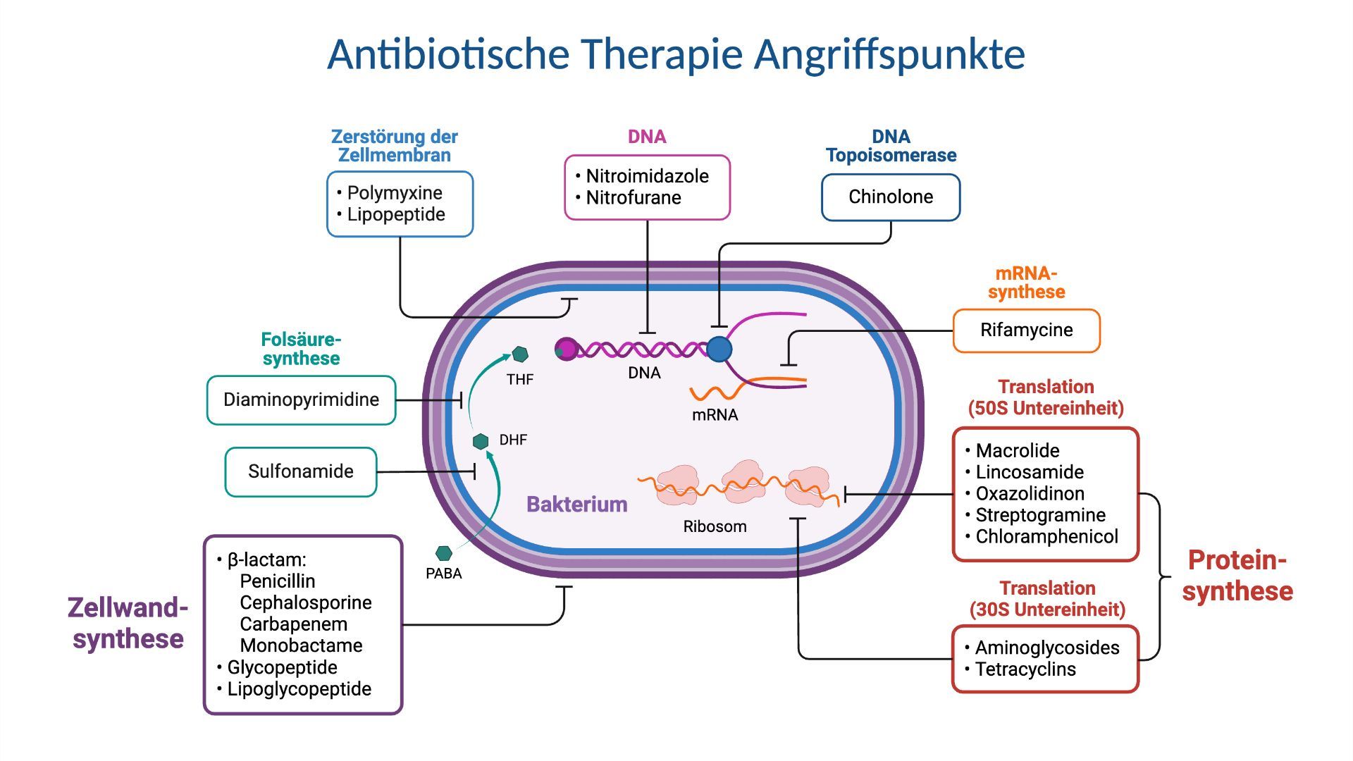Antibiotische Therapie Angriffspunkte