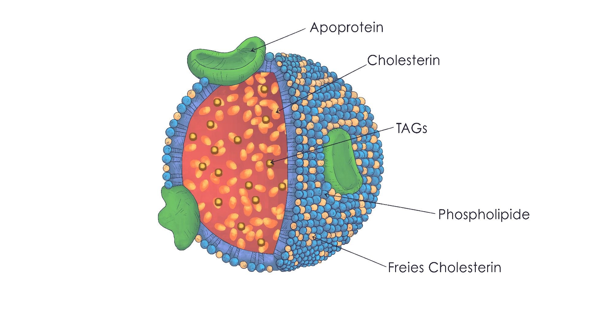 Apolipoprotein