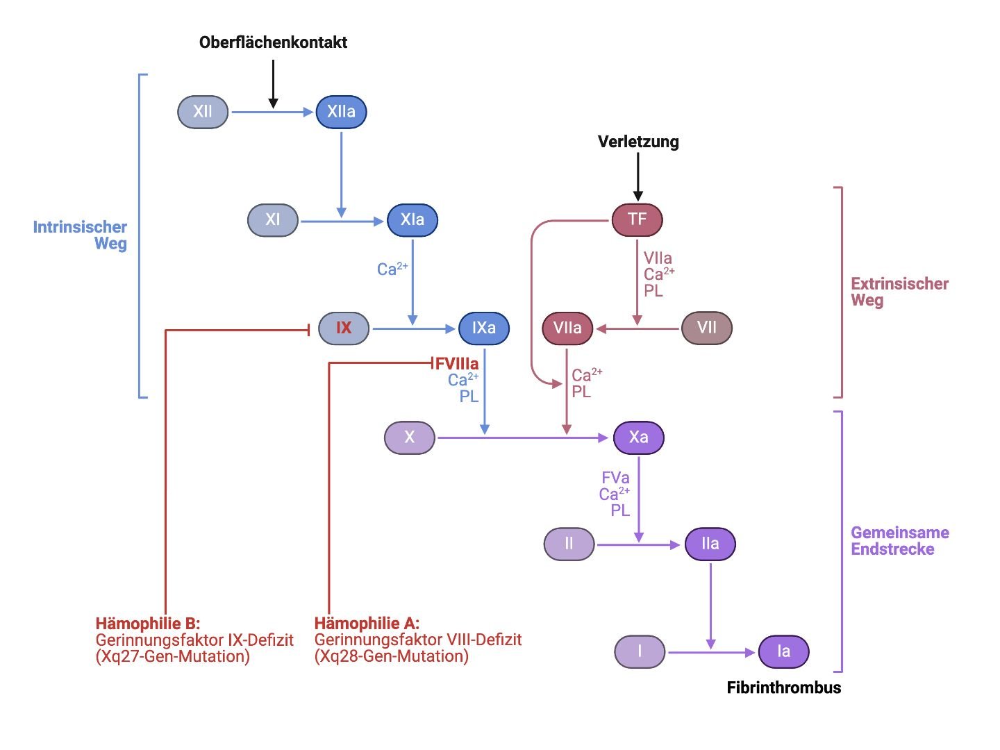 Hämophilie A/B