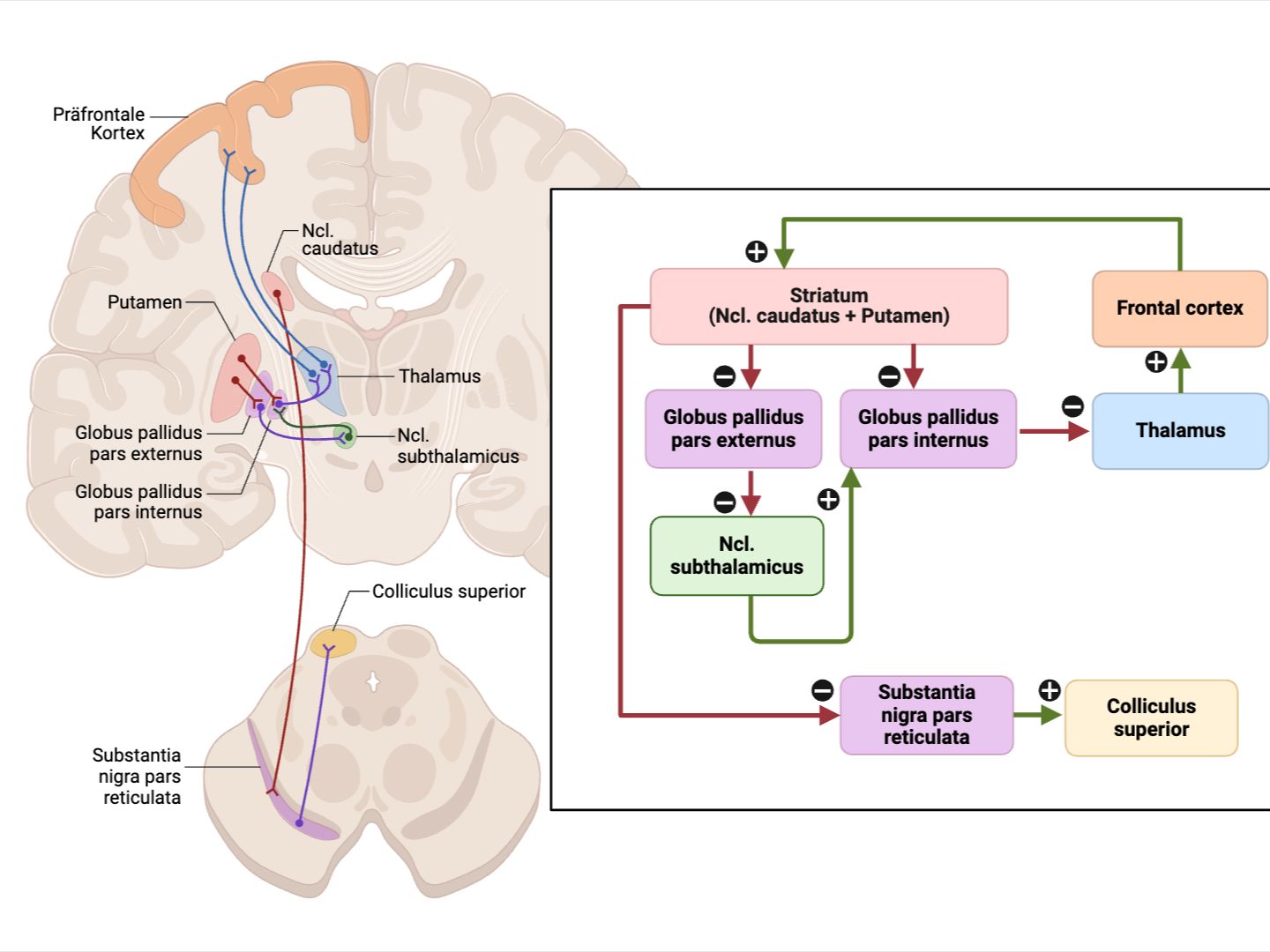 Basalganglienschleife Schema