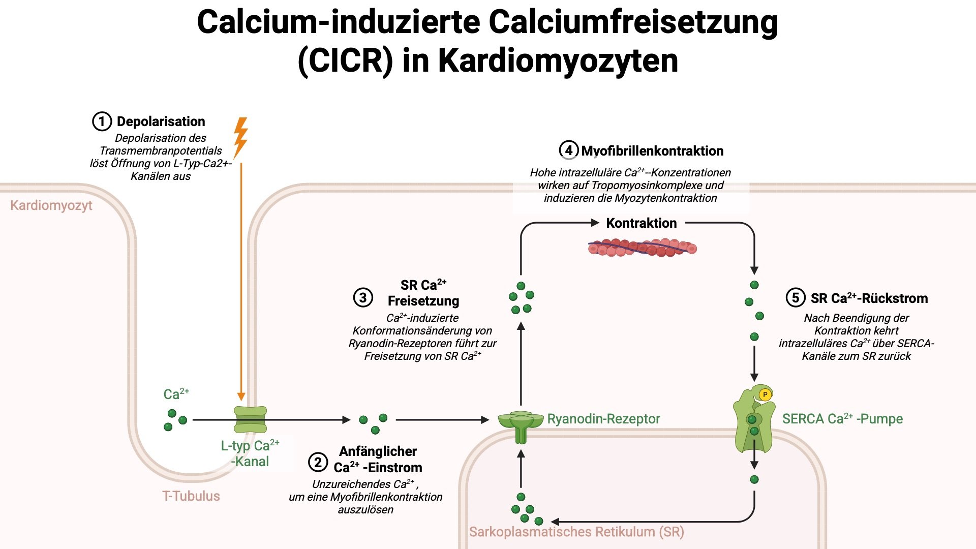 Calcium-induzierte Calciumfreisetzung