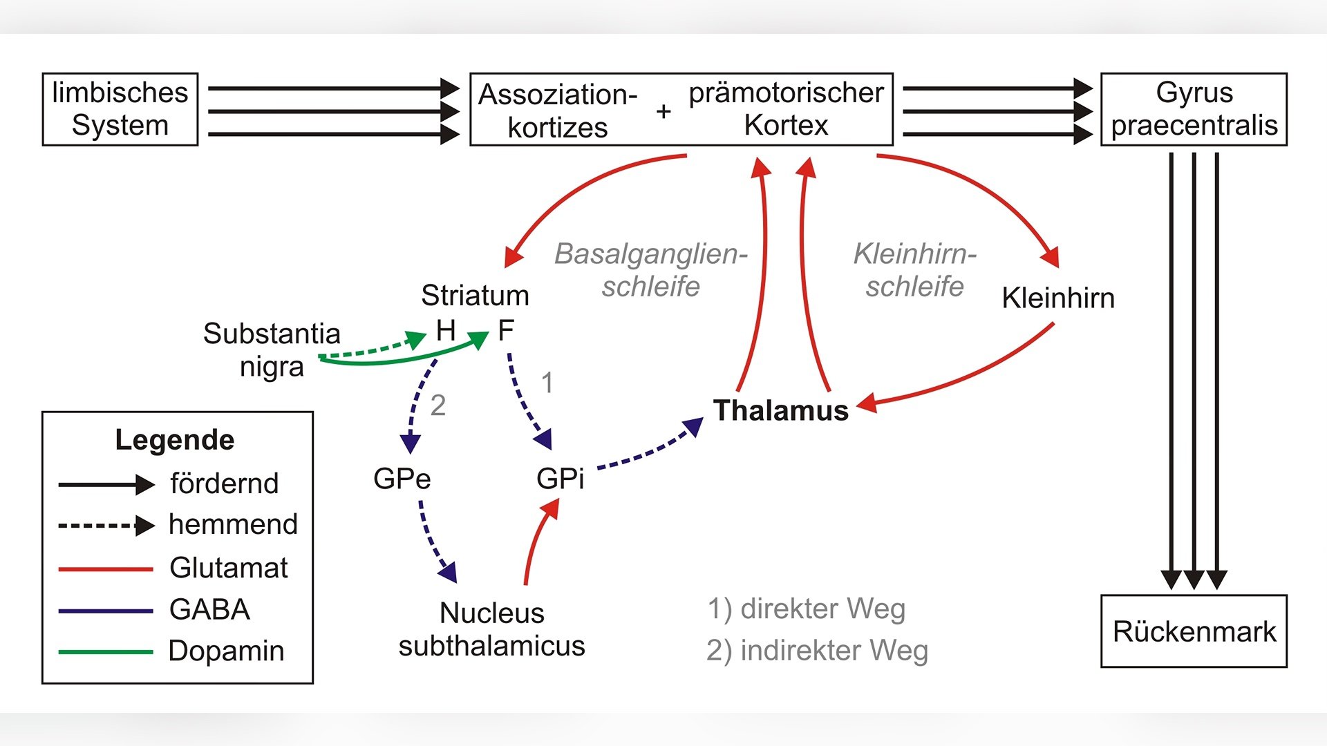 Pathophysiologie Chorea Huntington