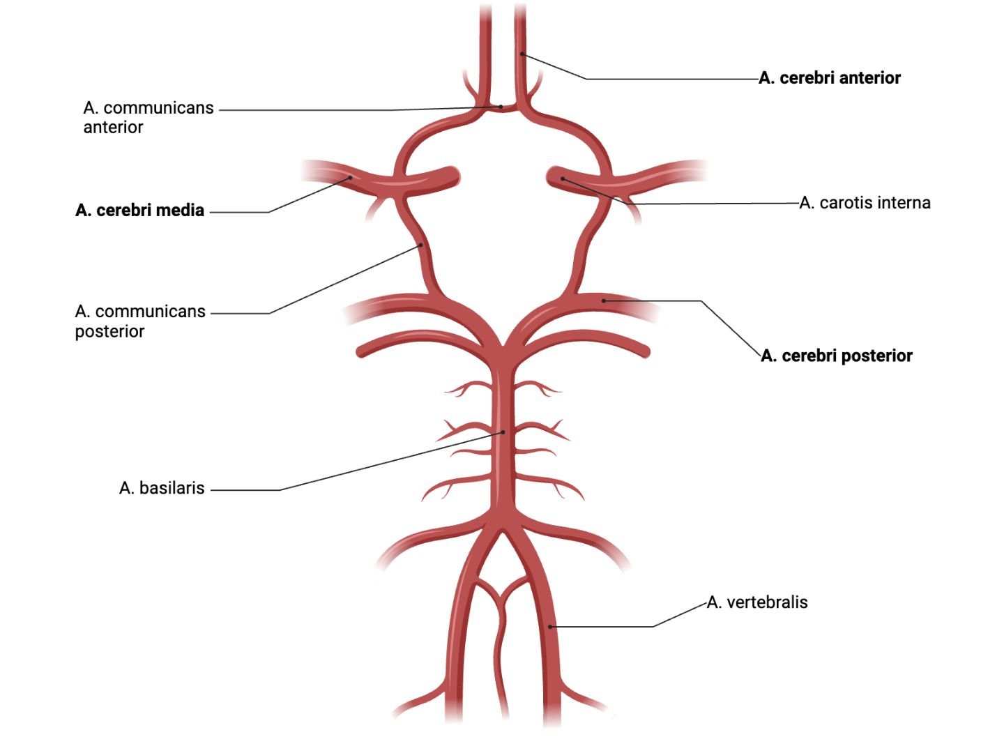 Circulus Arteriosus Willisii
