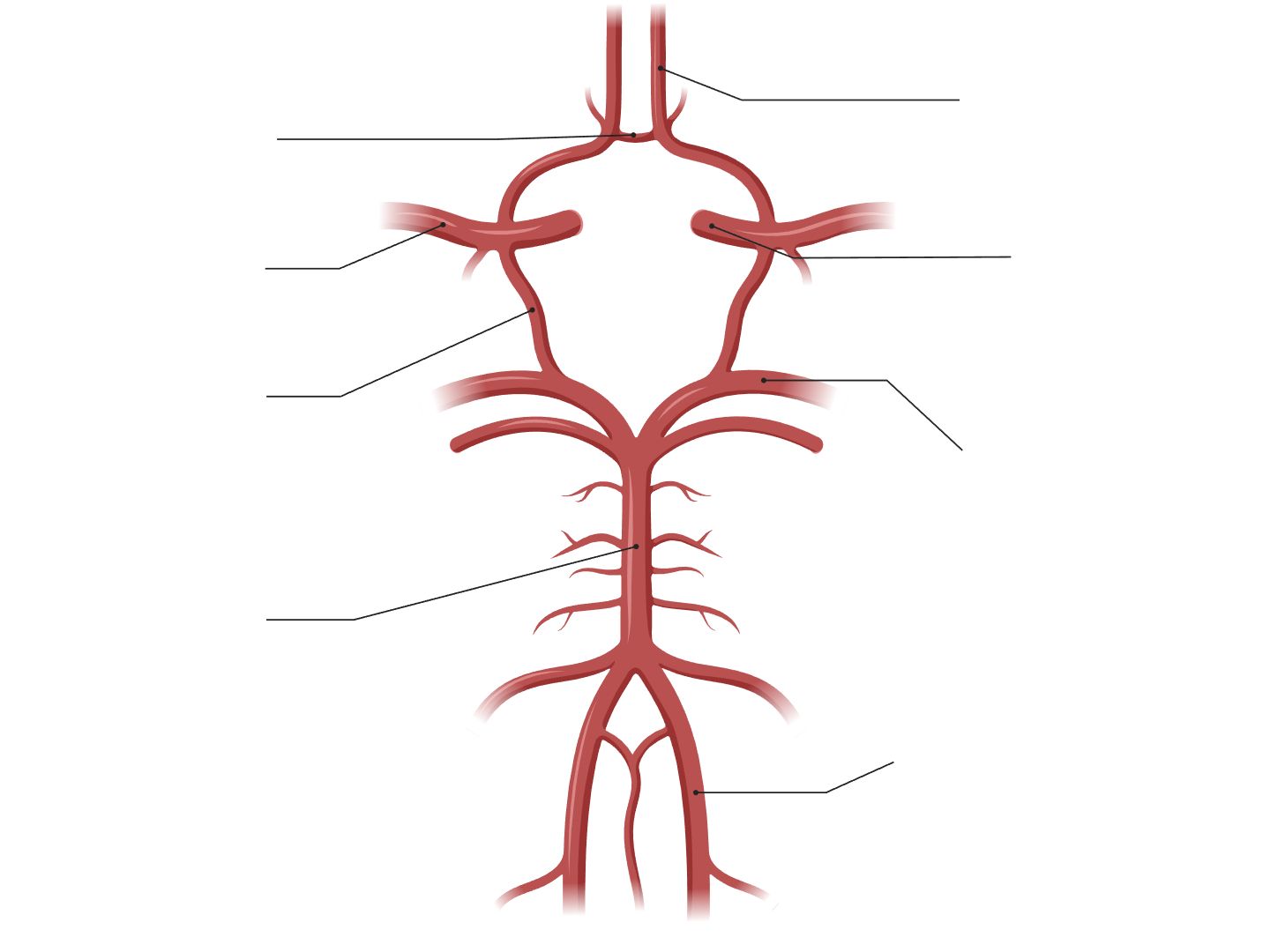 Circulus Arteriosus Willisii