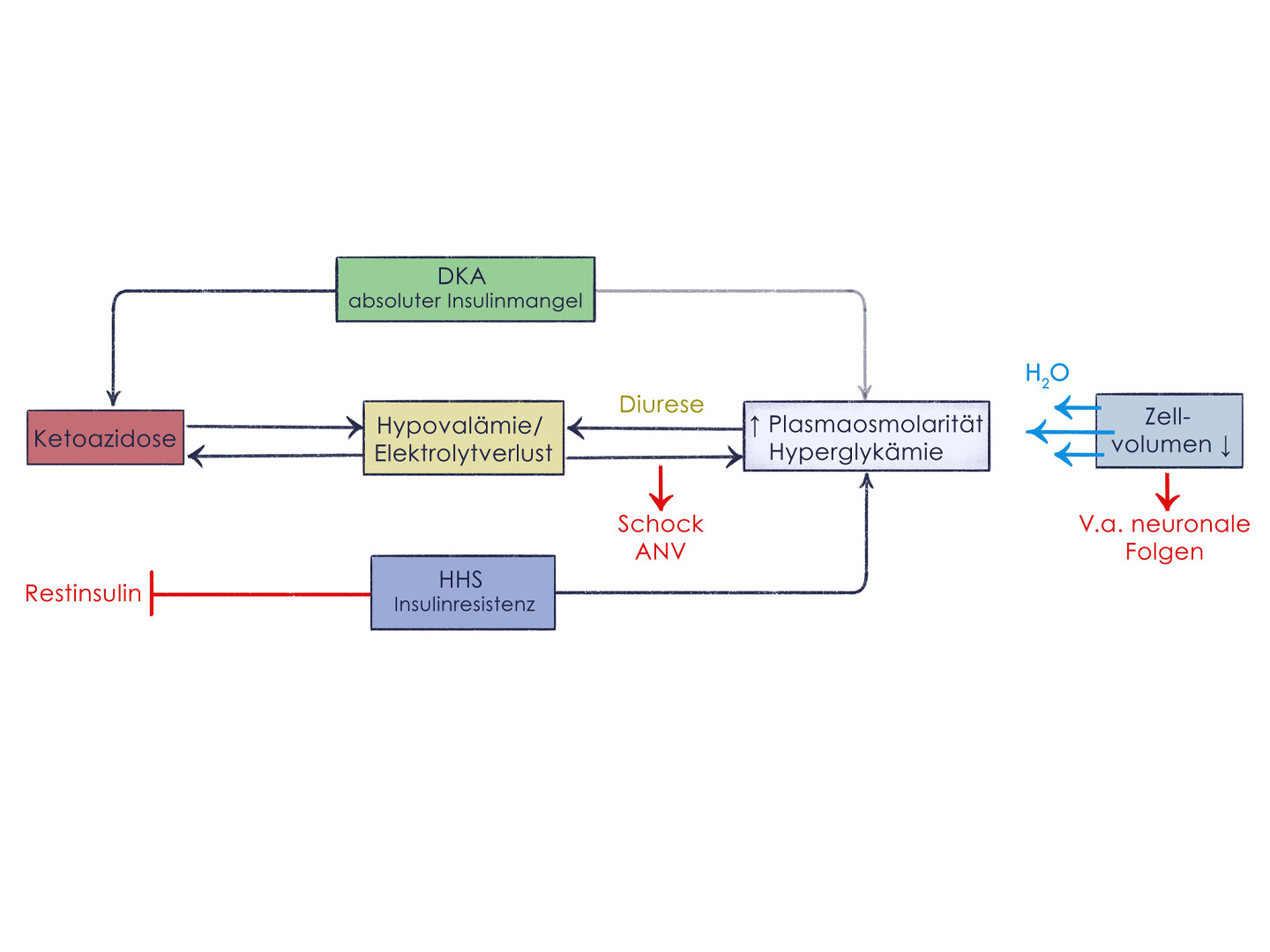 Diabetes Pathophysiologie DKA und HHS