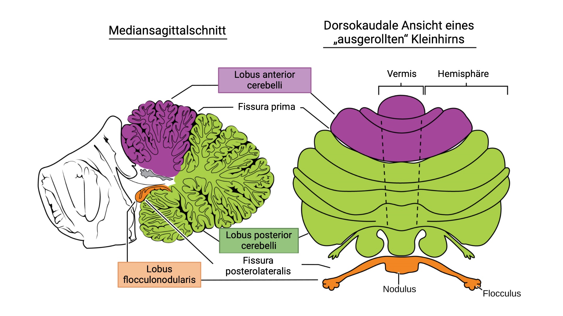 Die wichtigsten Regionen des Kleinhirns