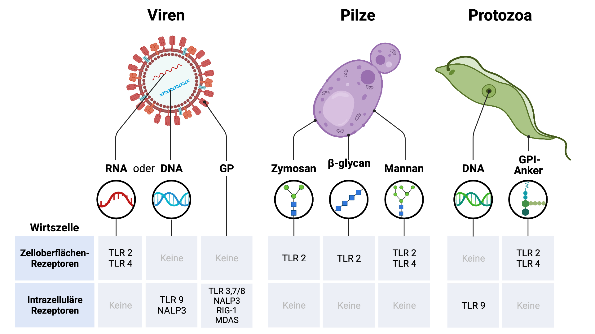 Erkennung von Pathogen-assoziierten Molekularen Mustern PAMPs (Viren, Pilze, Protozoa) 