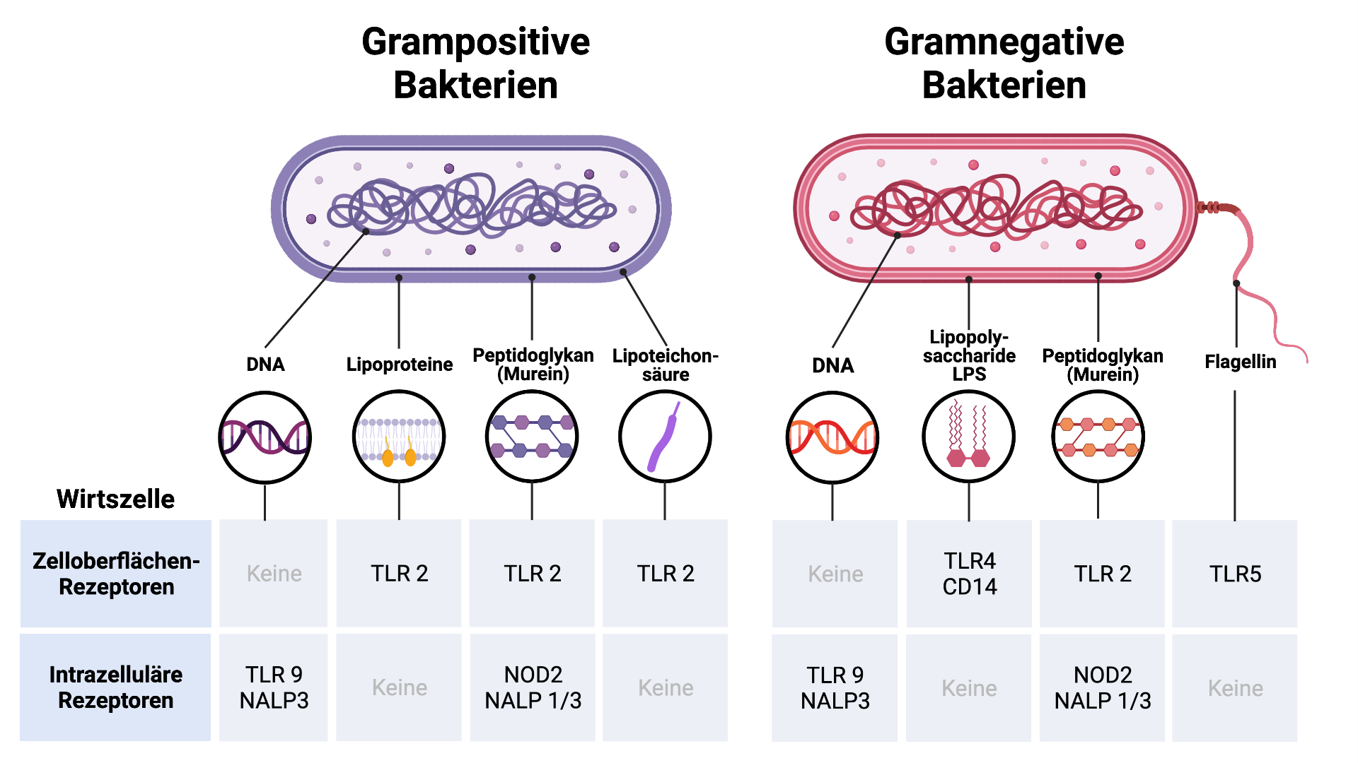 Erkennung von Pathogen-assoziierten molekularen Mustern PAMPs (Bakterien)