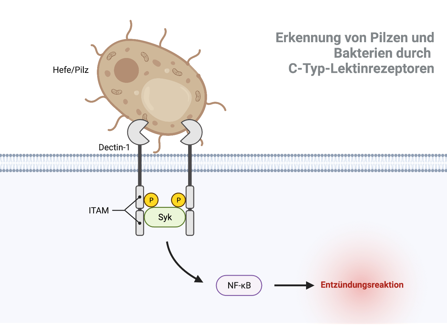 Erkennung von Pilzen und bakteriellen Pathogenen durch C-Typ-Lektinrezeptoren