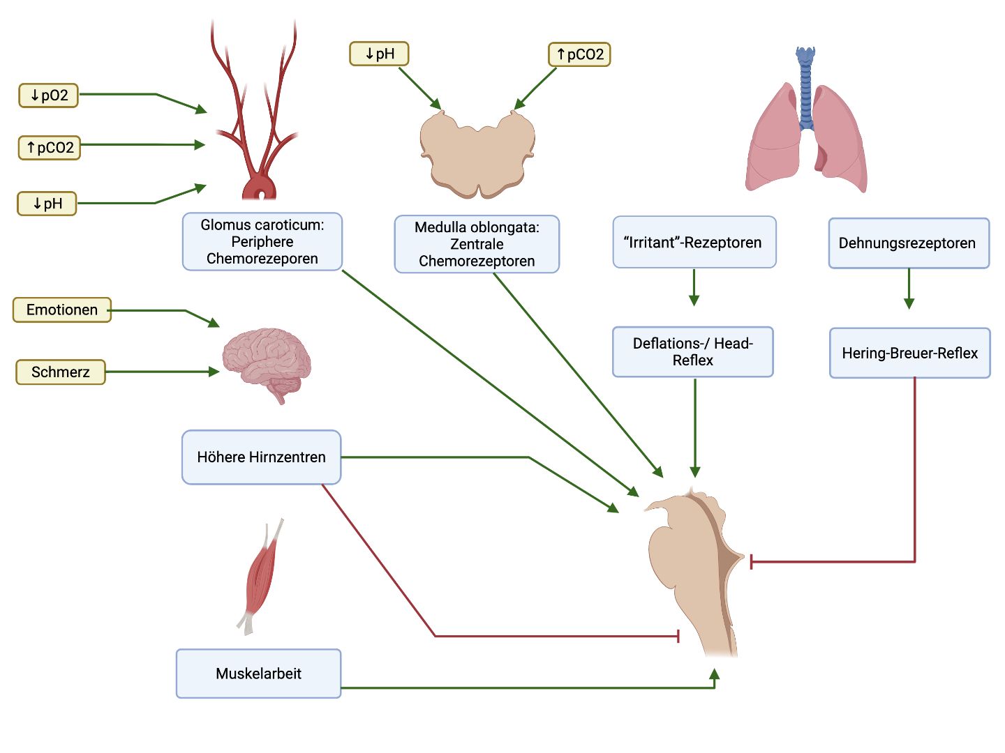 Einflüsse auf die zentrale Atemregulation