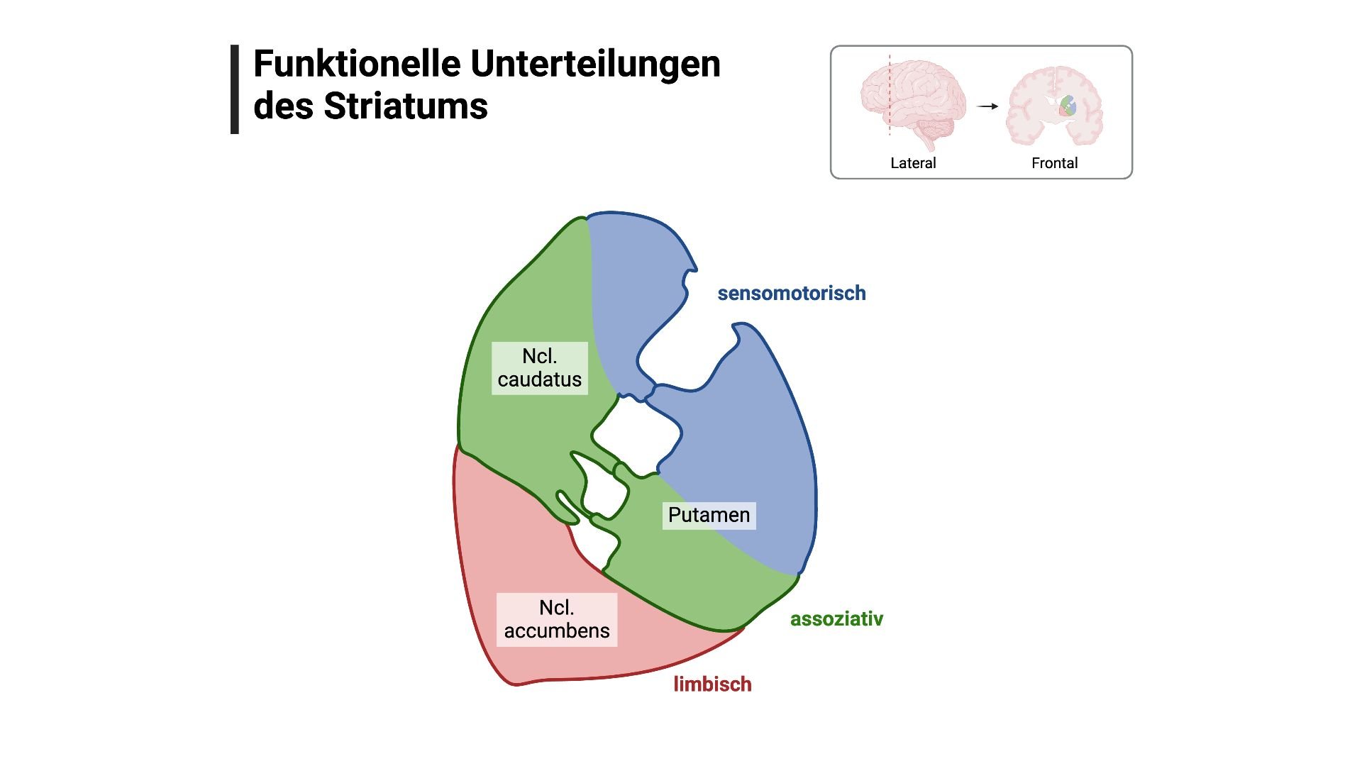 Funktionelle Unterteilung des Straitums