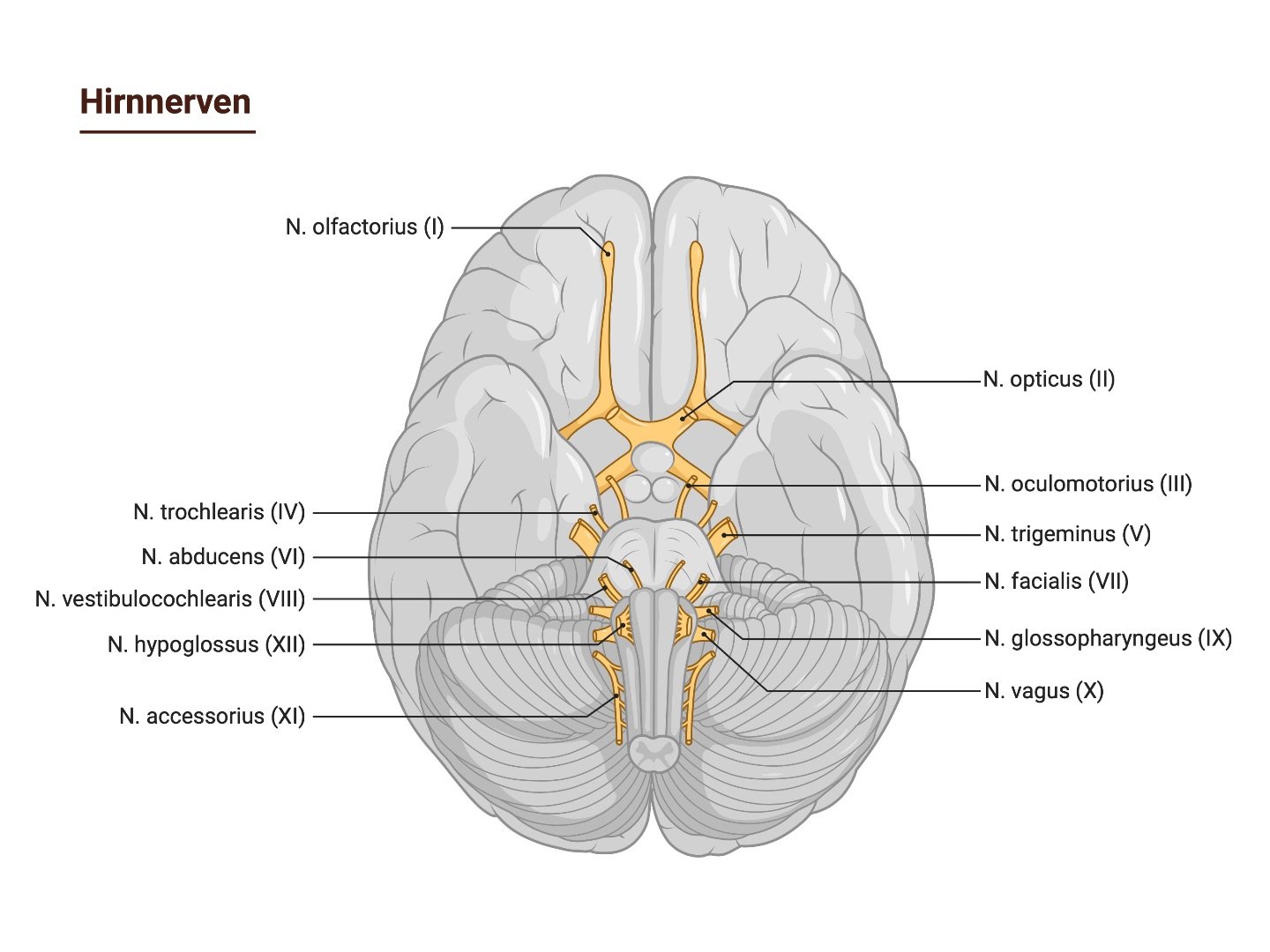 Gehirn mit Hirnnerven in basaler Ansicht