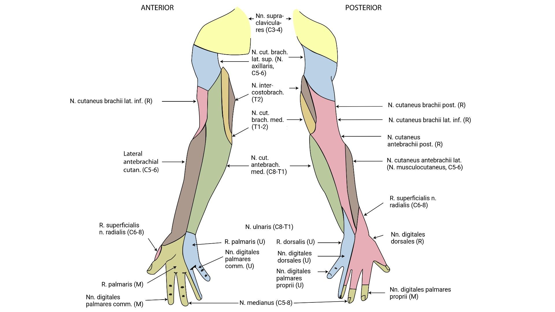 Hautinnervation obere Extremität