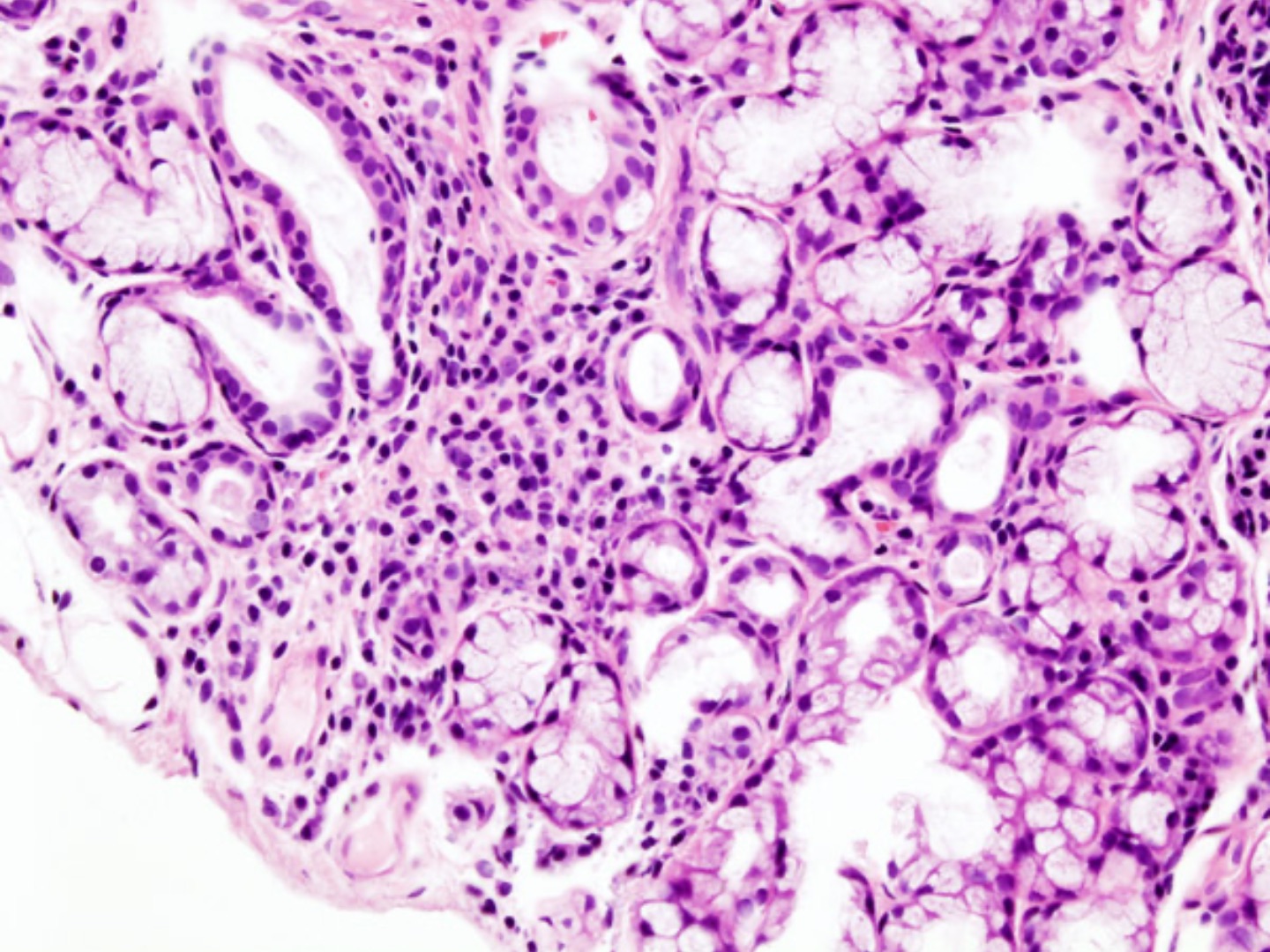Histologie