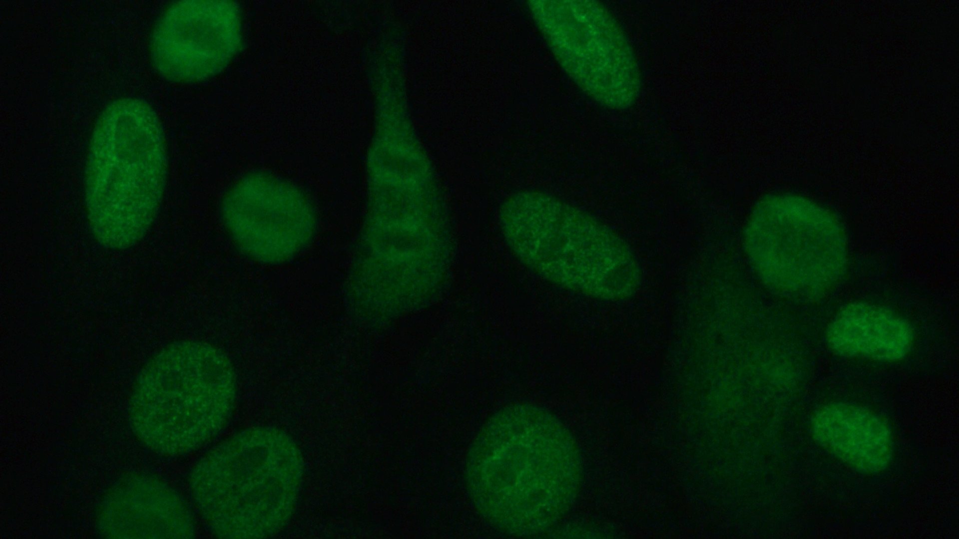 Immunfluoreszenz