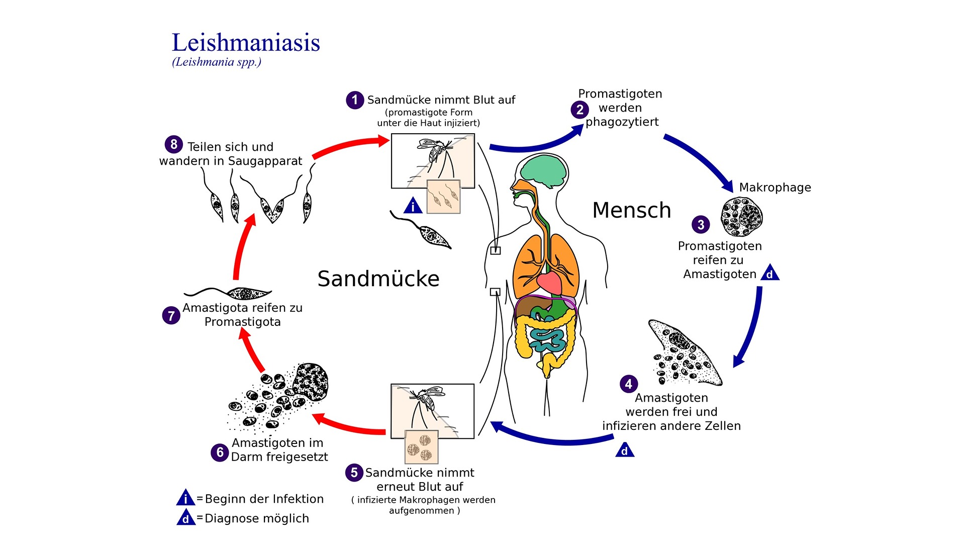 Lebenszyklus Leishmanien