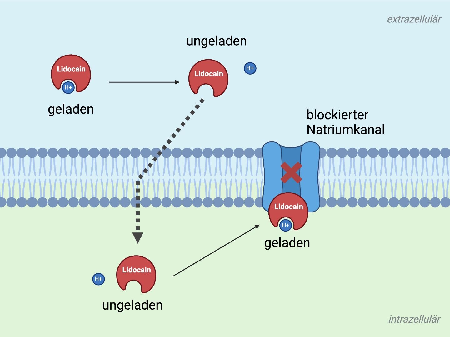Lidocain Wirkmechanismus