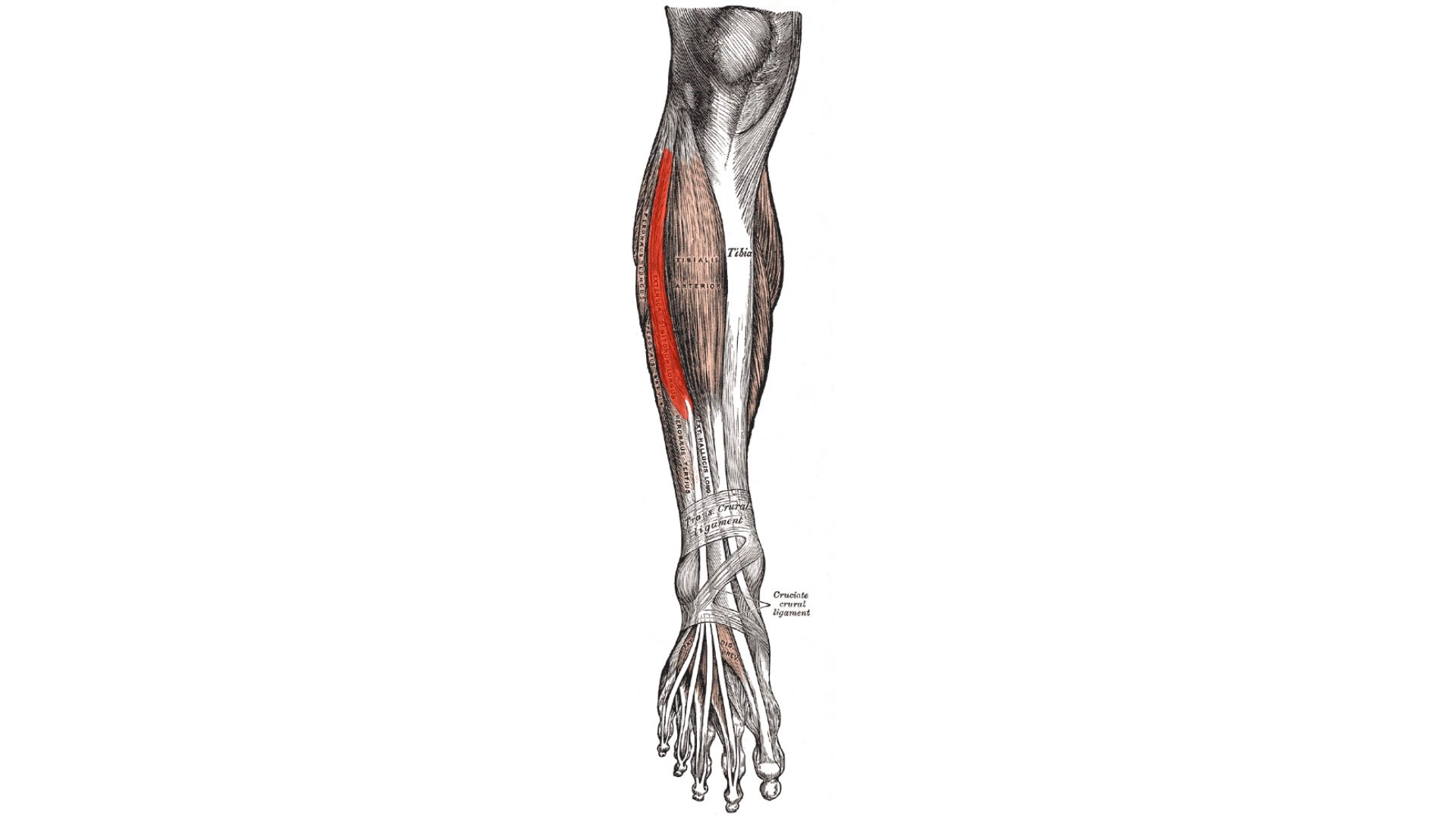 M. extensor digitorum longus