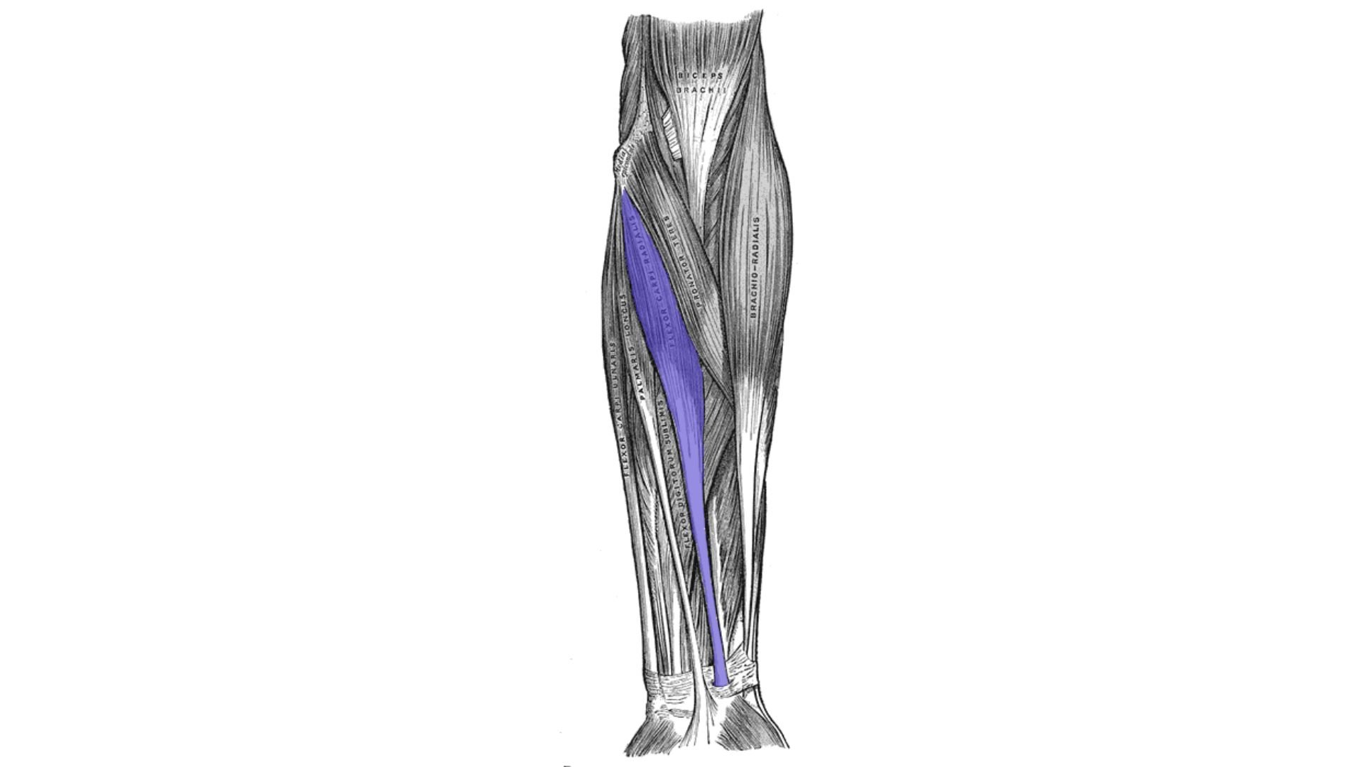 M. flexor carpi radialis