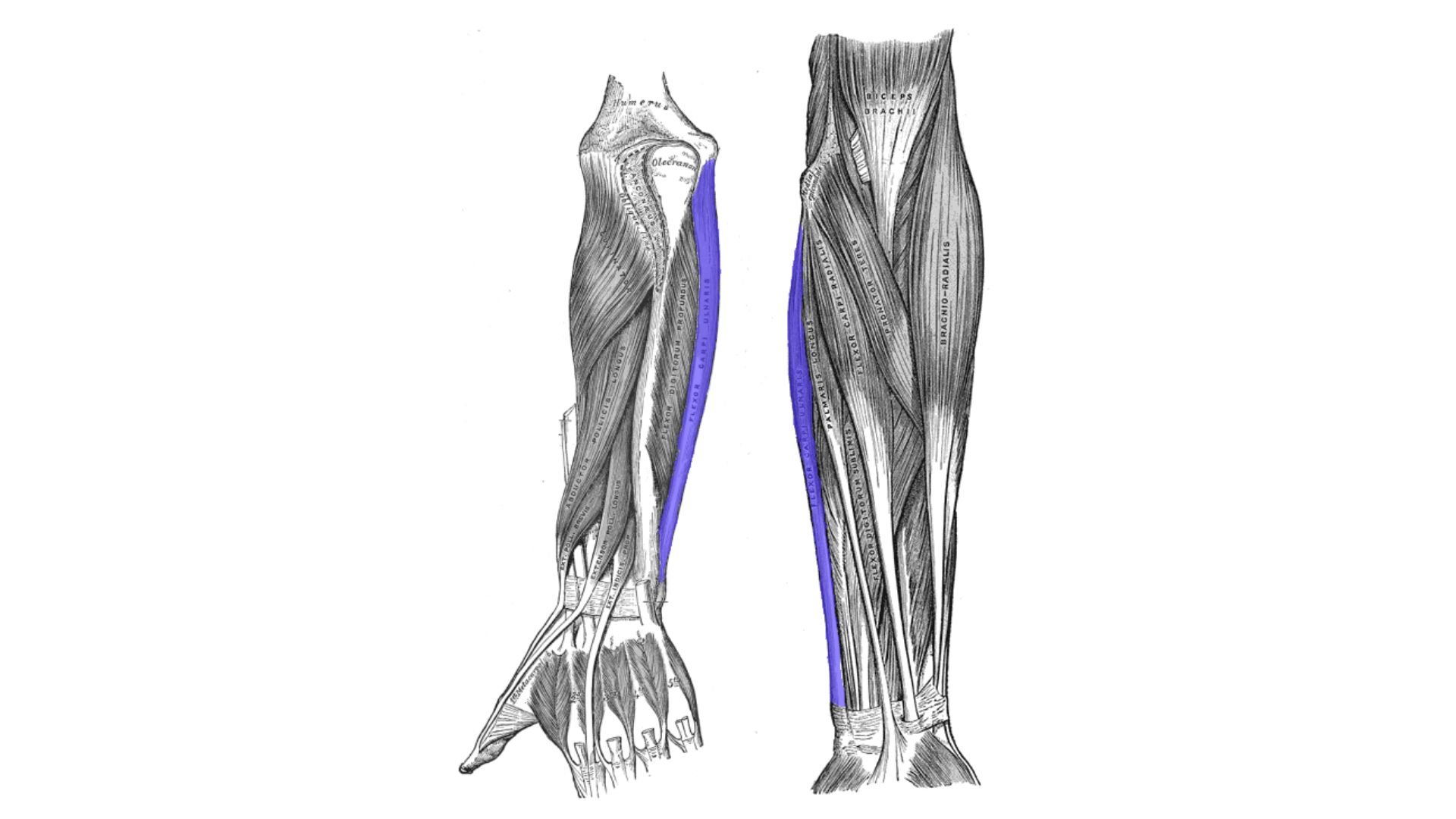 M. flexor carpi ulnaris
