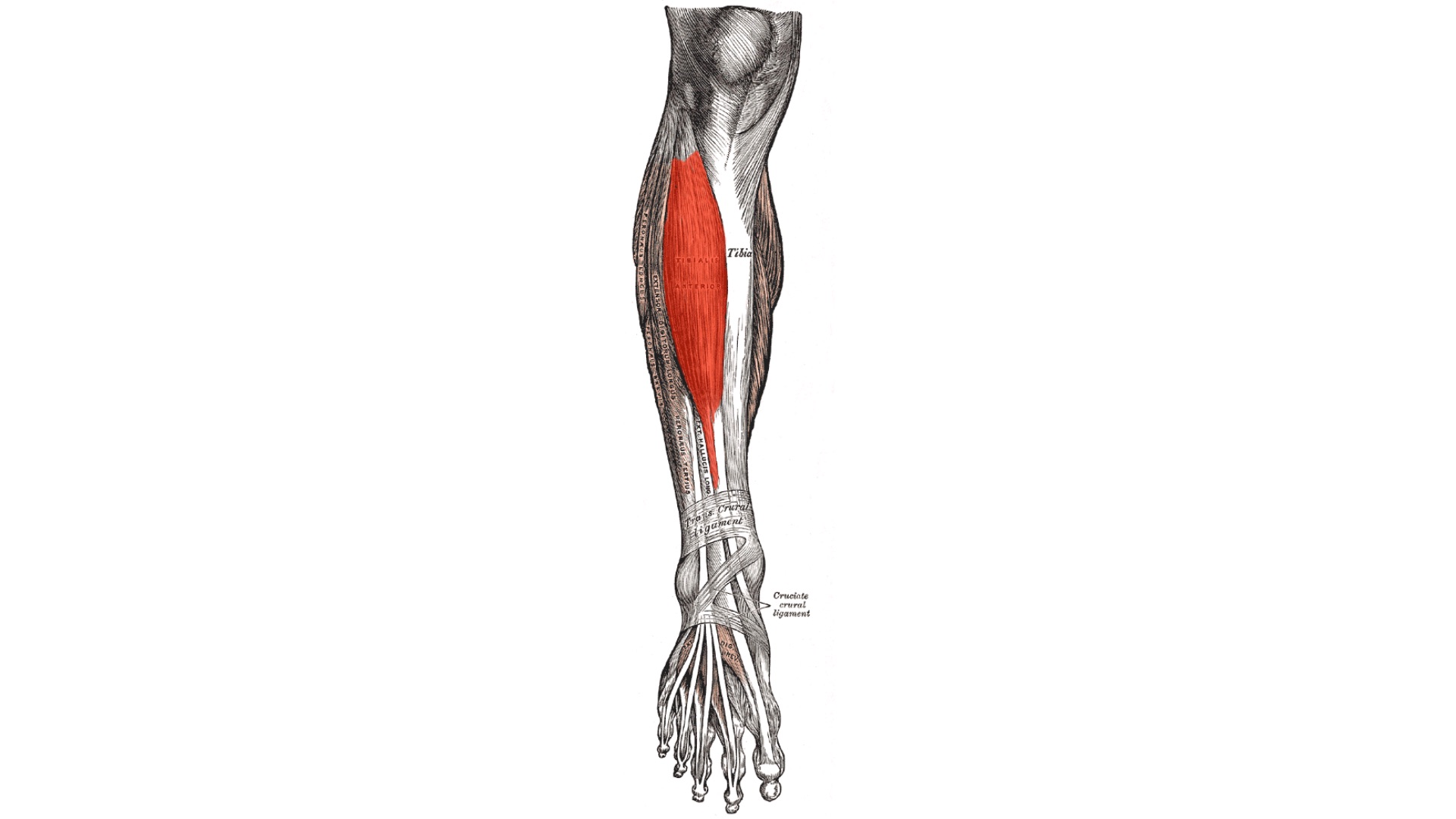 M. tibialis anterior