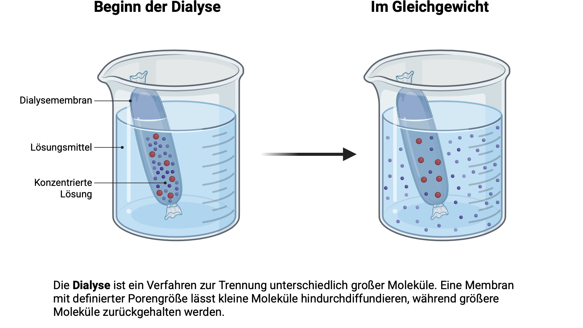 Mechanismus Dialyse