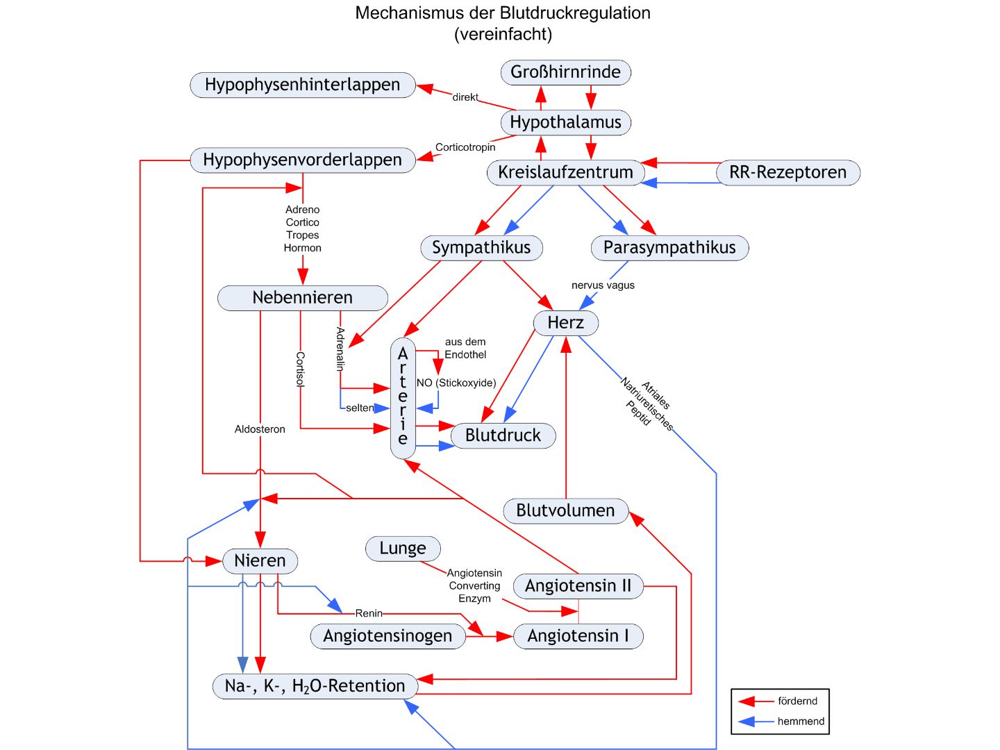 Mechanismus der Blutdruckregulation (Schema)