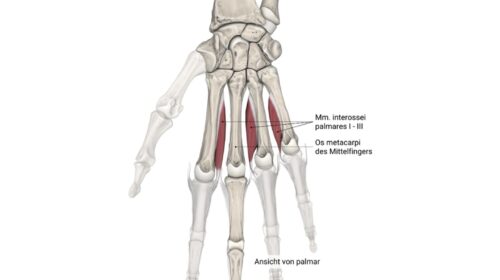 Mm. interossei palmares
