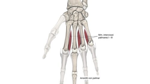 Mm. interossei palmares
