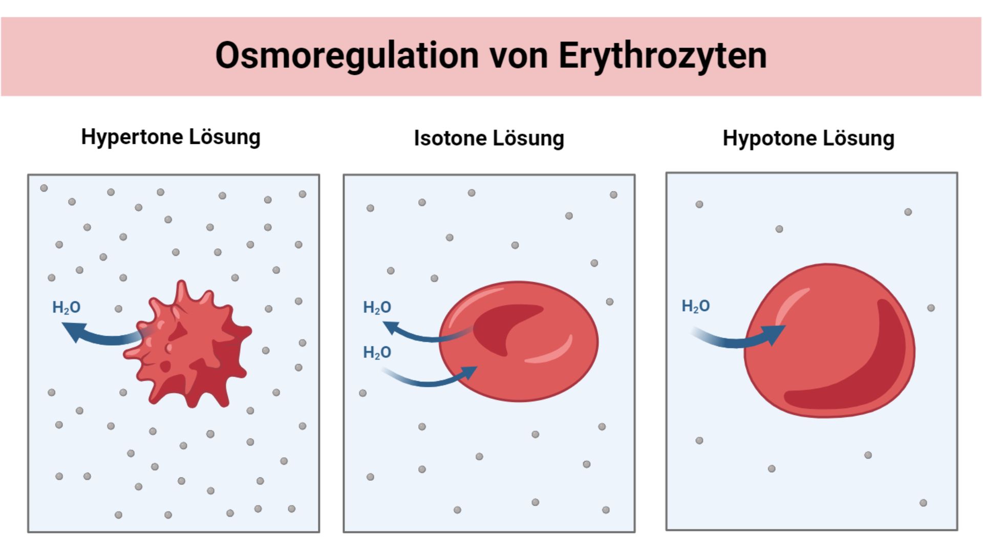 Osmosewirkung auf Erythrozyten