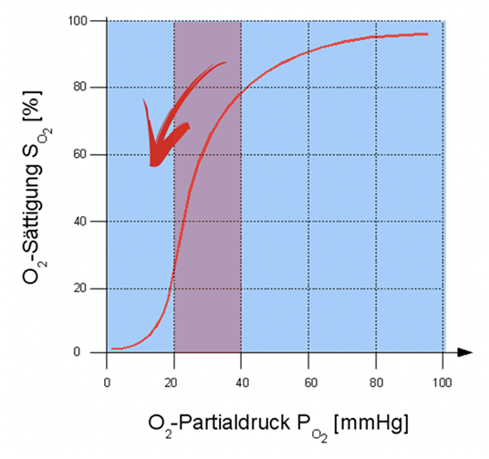 Biochemie richtig lernen: Diagramme verbalisieren – Partialdruck